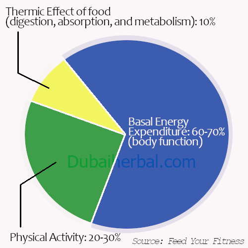 How body uses energy